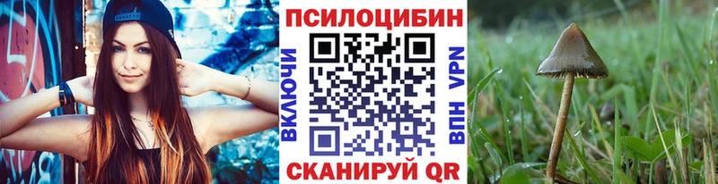 Купить где  Каменка  Галлюциногенные грибы Psilocybine cubensis 